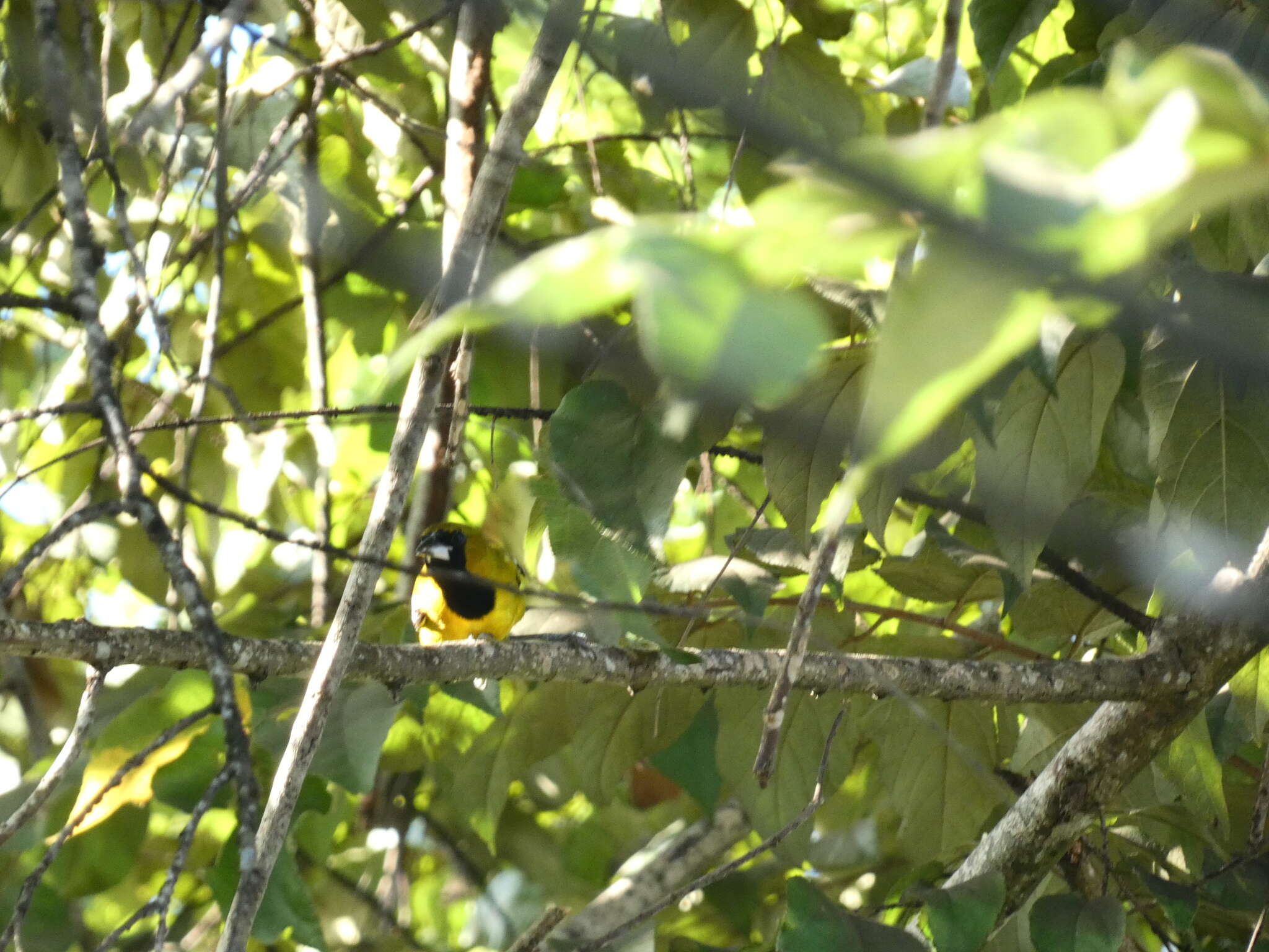 Imagem de Icterus leucopteryx (Wagler 1827)