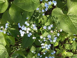 Plancia ëd Brunnera sibirica Stev.