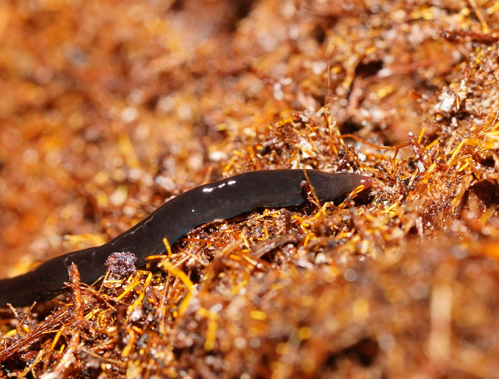 Image of Caenoplana spenceri Dendy 1889