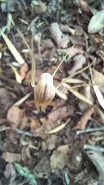 Image of Arachnitis uniflora Phil.