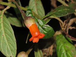 Image of Besleria formosa C. V. Morton