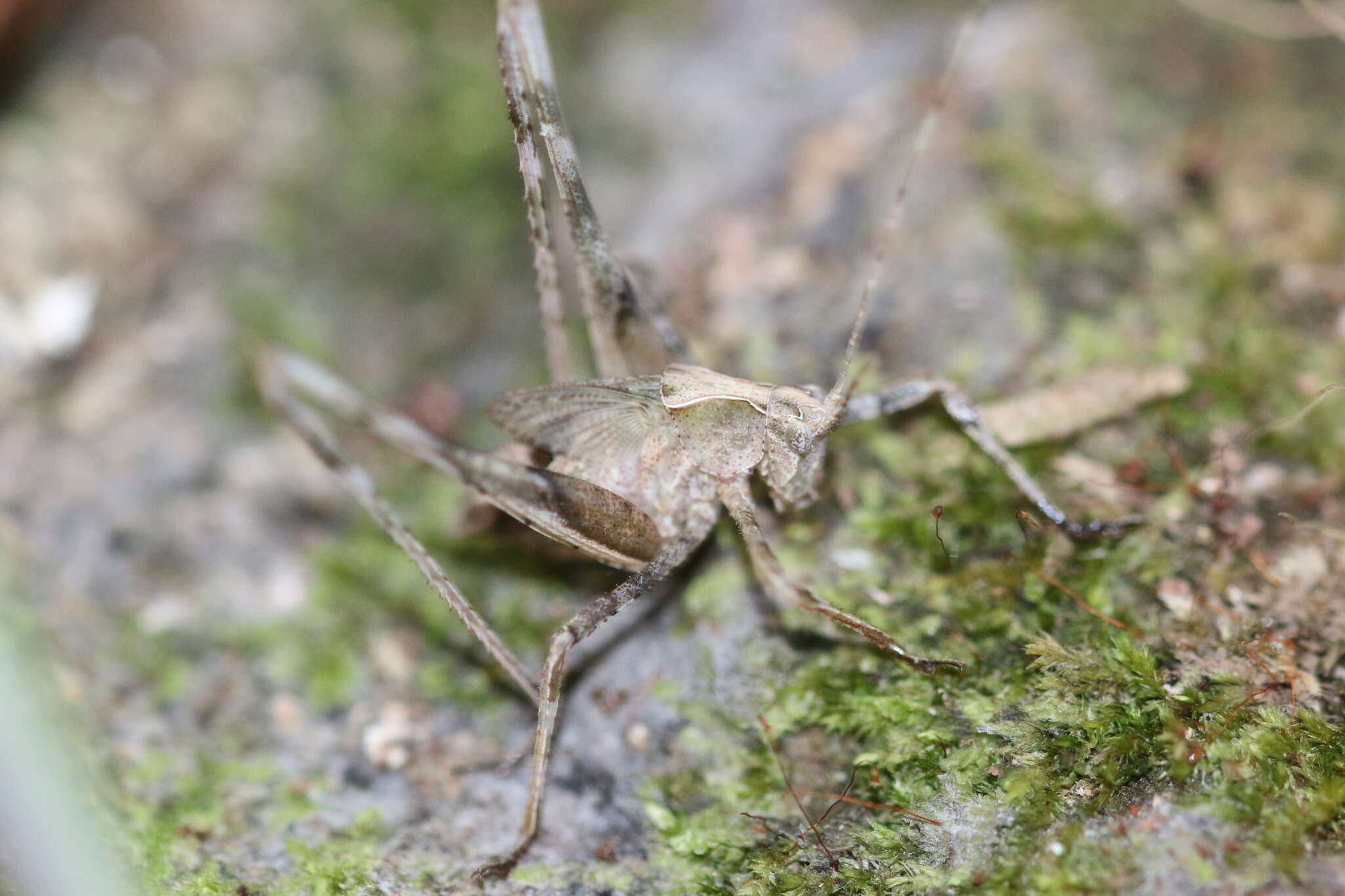 Image of Insara bolivari (Griffini 1896)