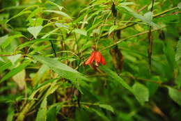 Image of Caiophora hibiscifolia Urban & Gilg