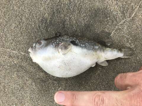 Image of Hong Kong Pufferfish