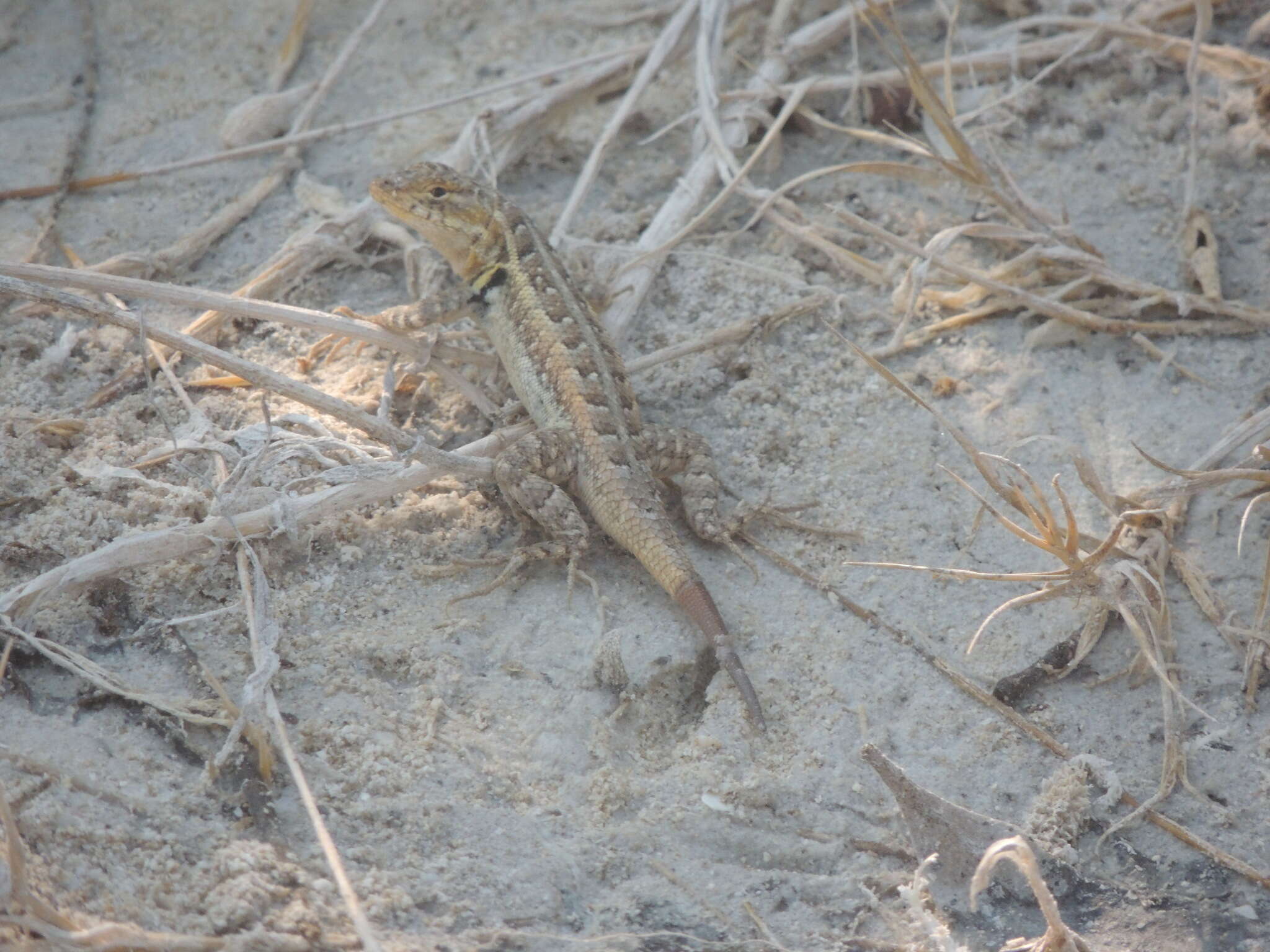 Image of Cozumel Spiny Lizard