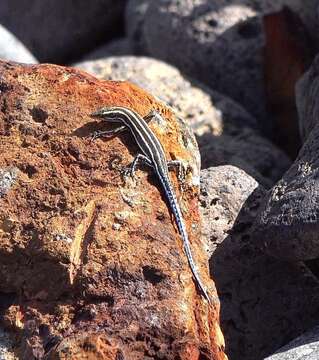 Image of Five-lined Snake-eyed Skink