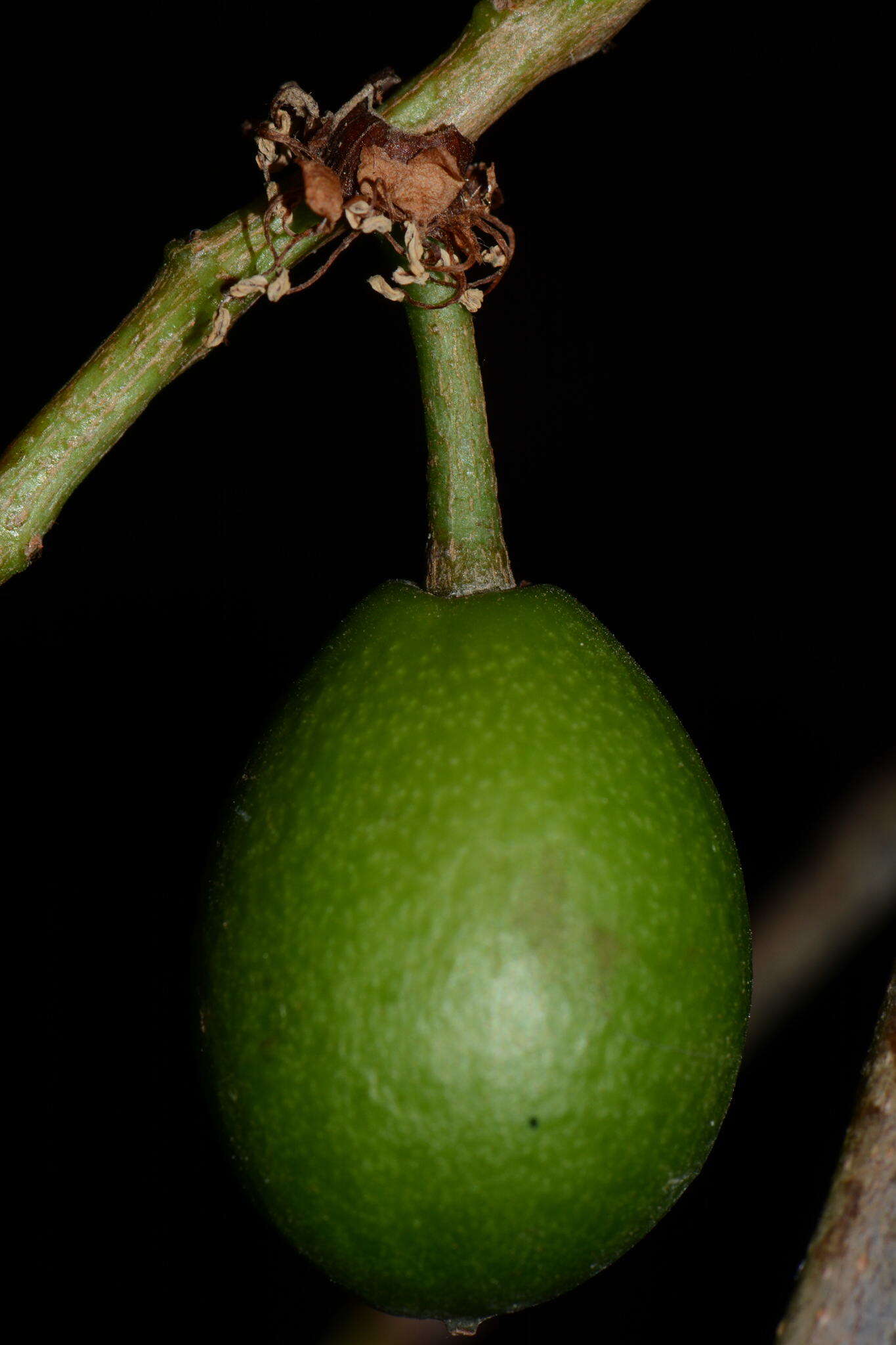 Image of Prunus cortapico Kerber ex Koehne