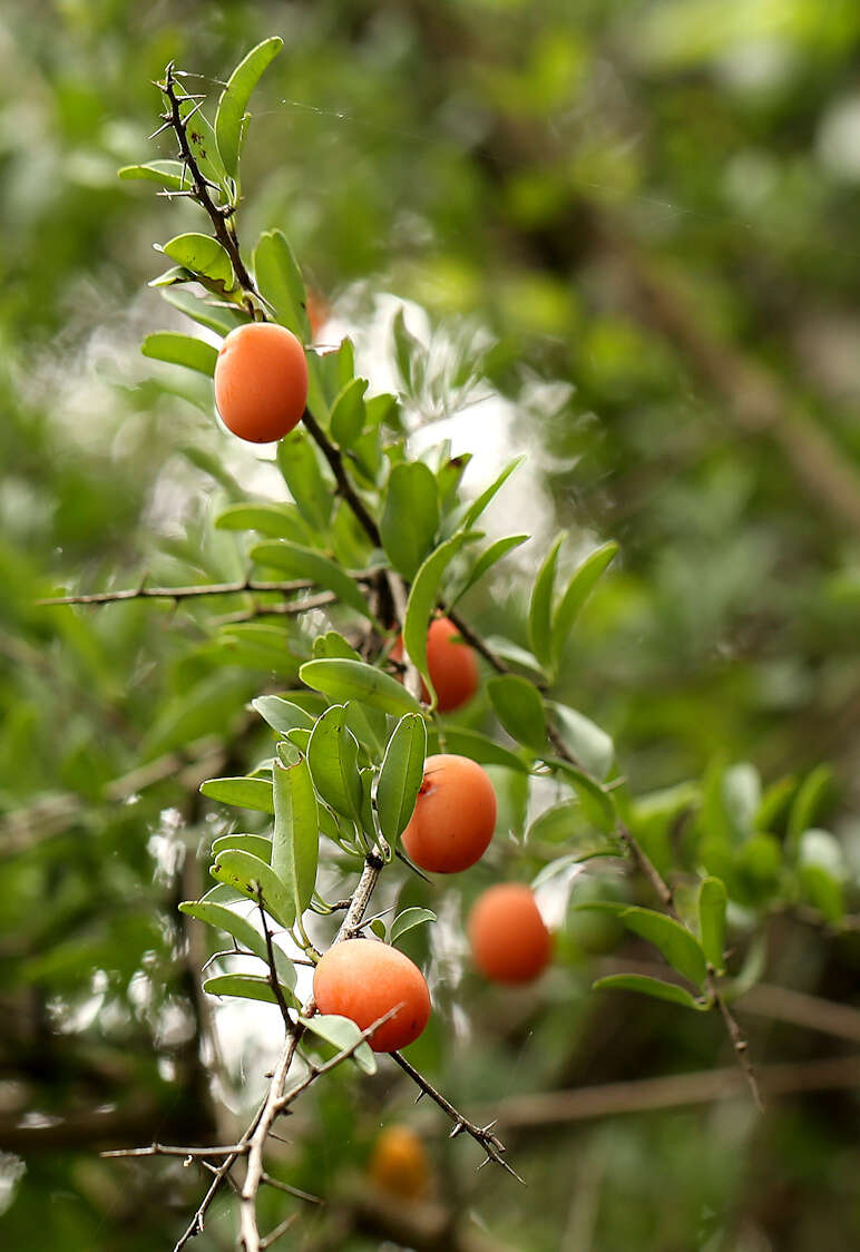 Image of Blue sourplum