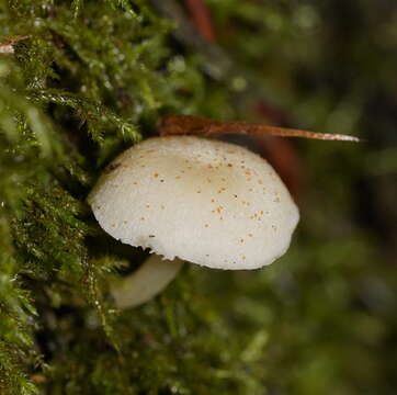 Imagem de Entoloma albidosimulans G. M. Gates & Noordel. 2007