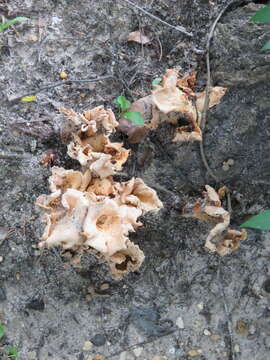 Image of Cantharellus odoratus (Schwein.) Fr. 1828