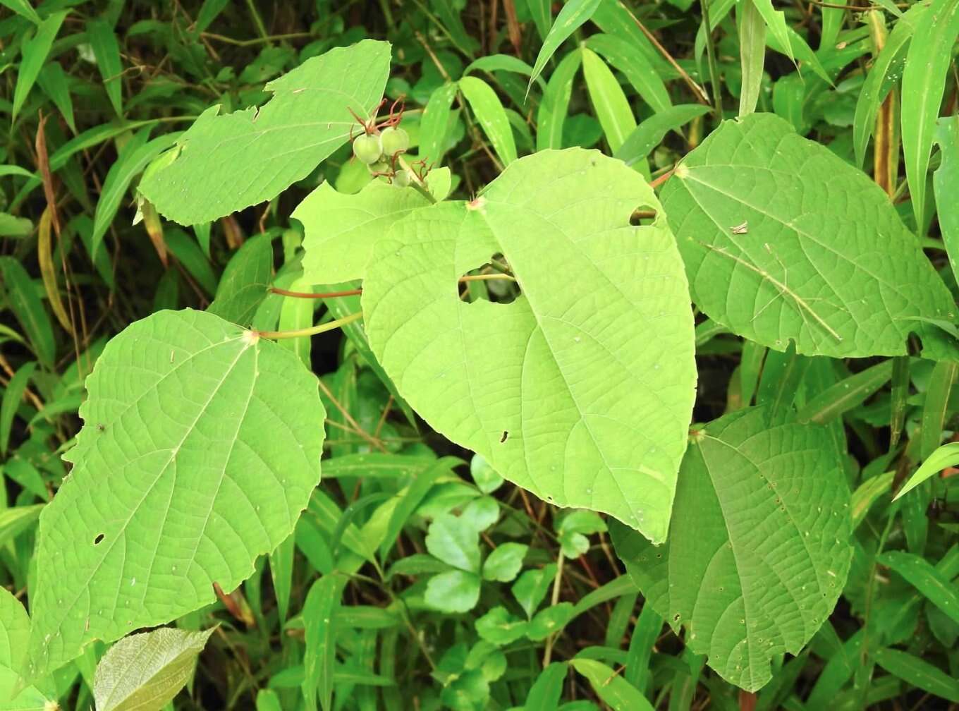 Imagem de Alchornea trewioides (Benth.) Müll. Arg.