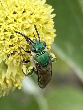 Image of Paragapostemon Vachal 1903