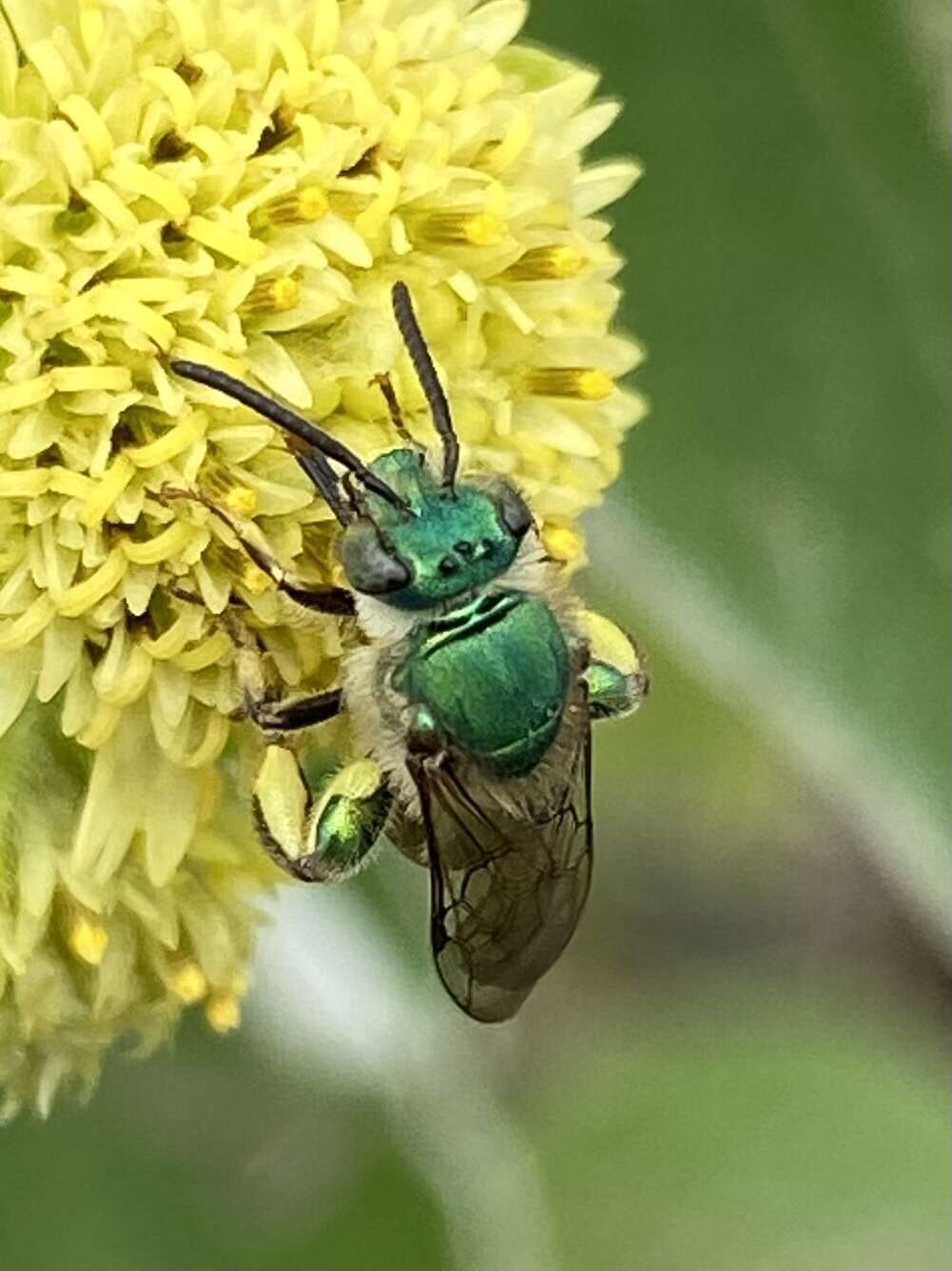 Image of Paragapostemon coelestinus (Westwood 1875)