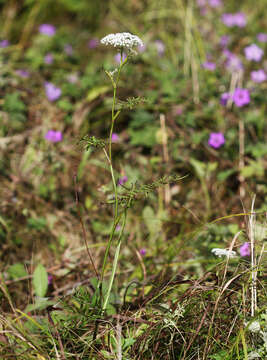 Image of Ostericum maximowiczii (Fr. Schmidt) Kitag.