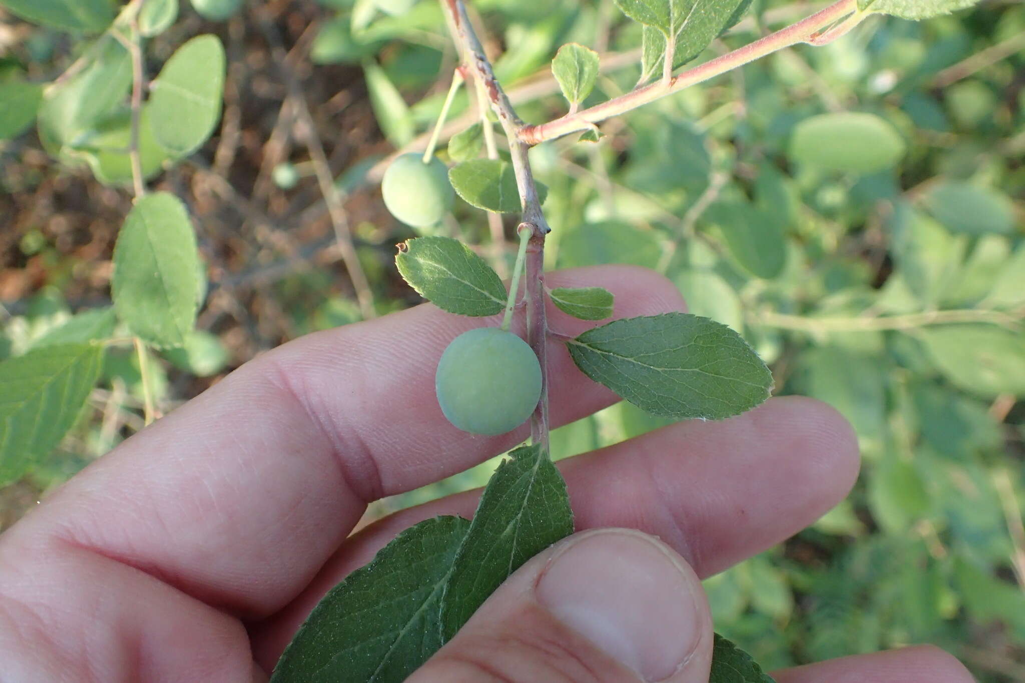 Imagem de Prunus gracilis Engelm. & Gray