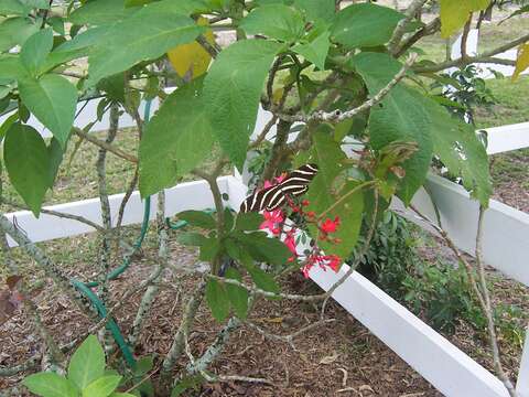 Image of Zebra Longwing