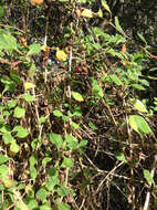 Image of New Zealand spinach