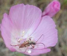 Plancia ëd Clarkia lewisii P. H. Raven & D. R. Parnell