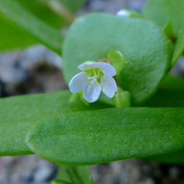 Image of miner's lettuce