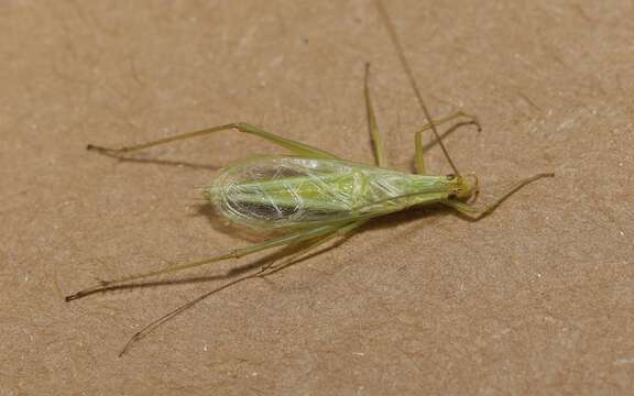 Image of Fast-calling Tree Cricket