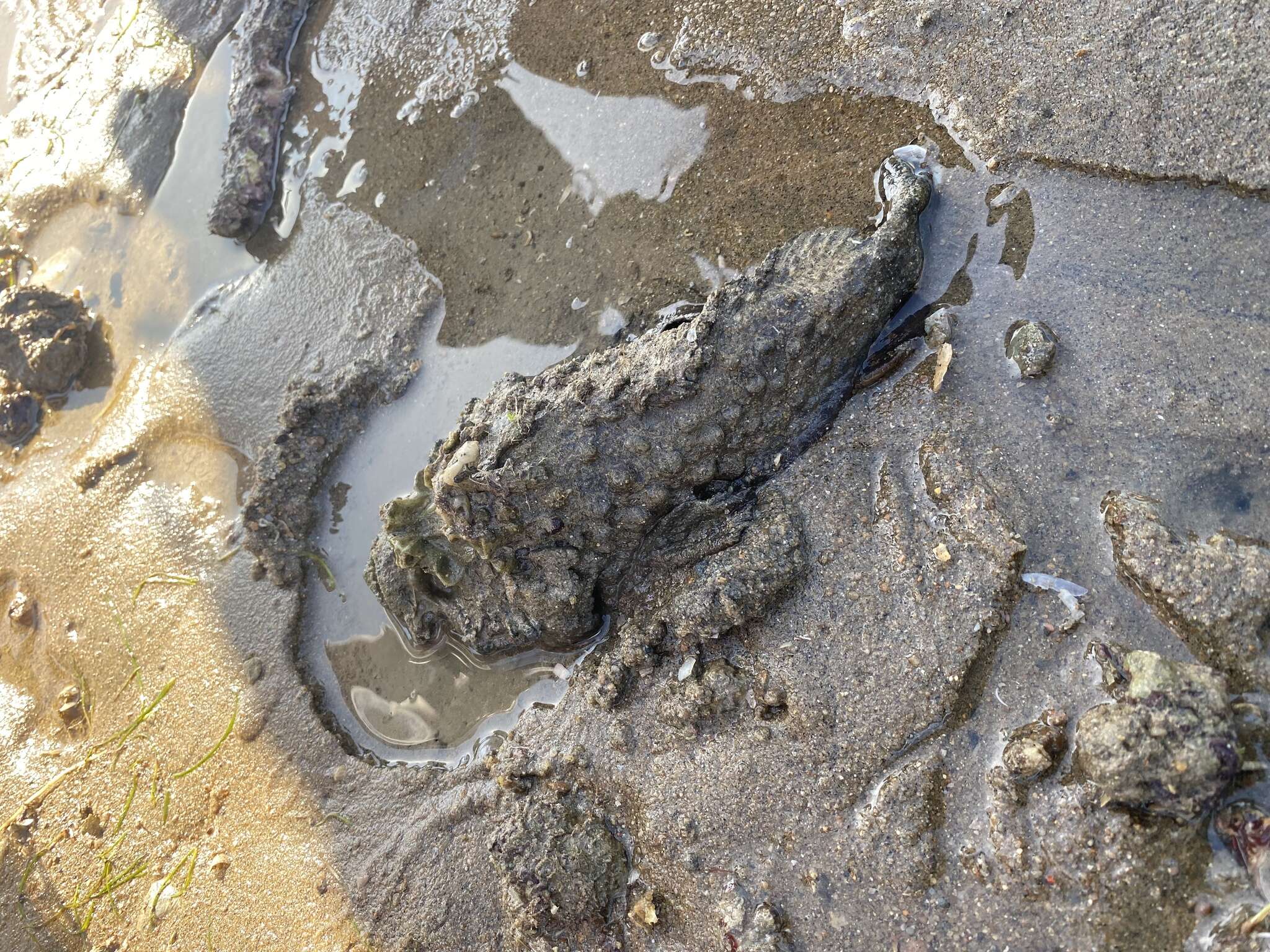 Image of Estuarine stonefish