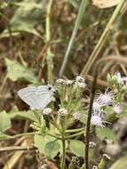 Imagem de Hypolycaena philippus (Fabricius 1793)