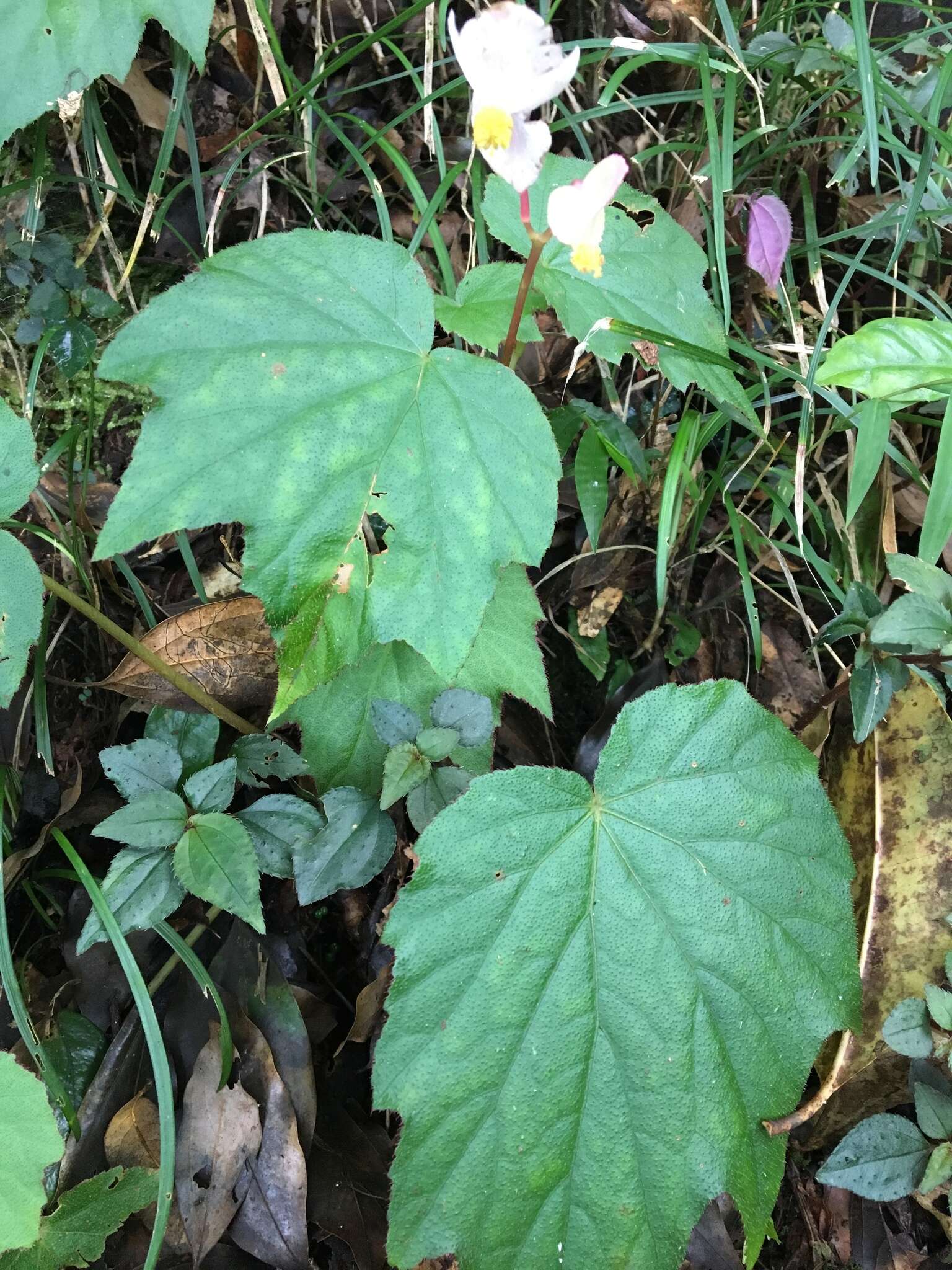 Image of Begonia palmata D. Don