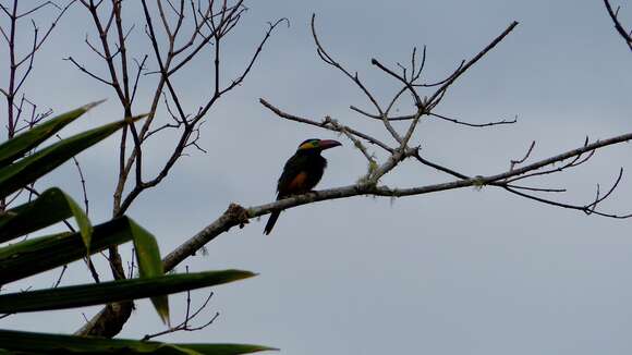 Image of Golden-collared Toucanet