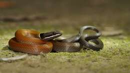 Image of Chinese Many-tooth Snake