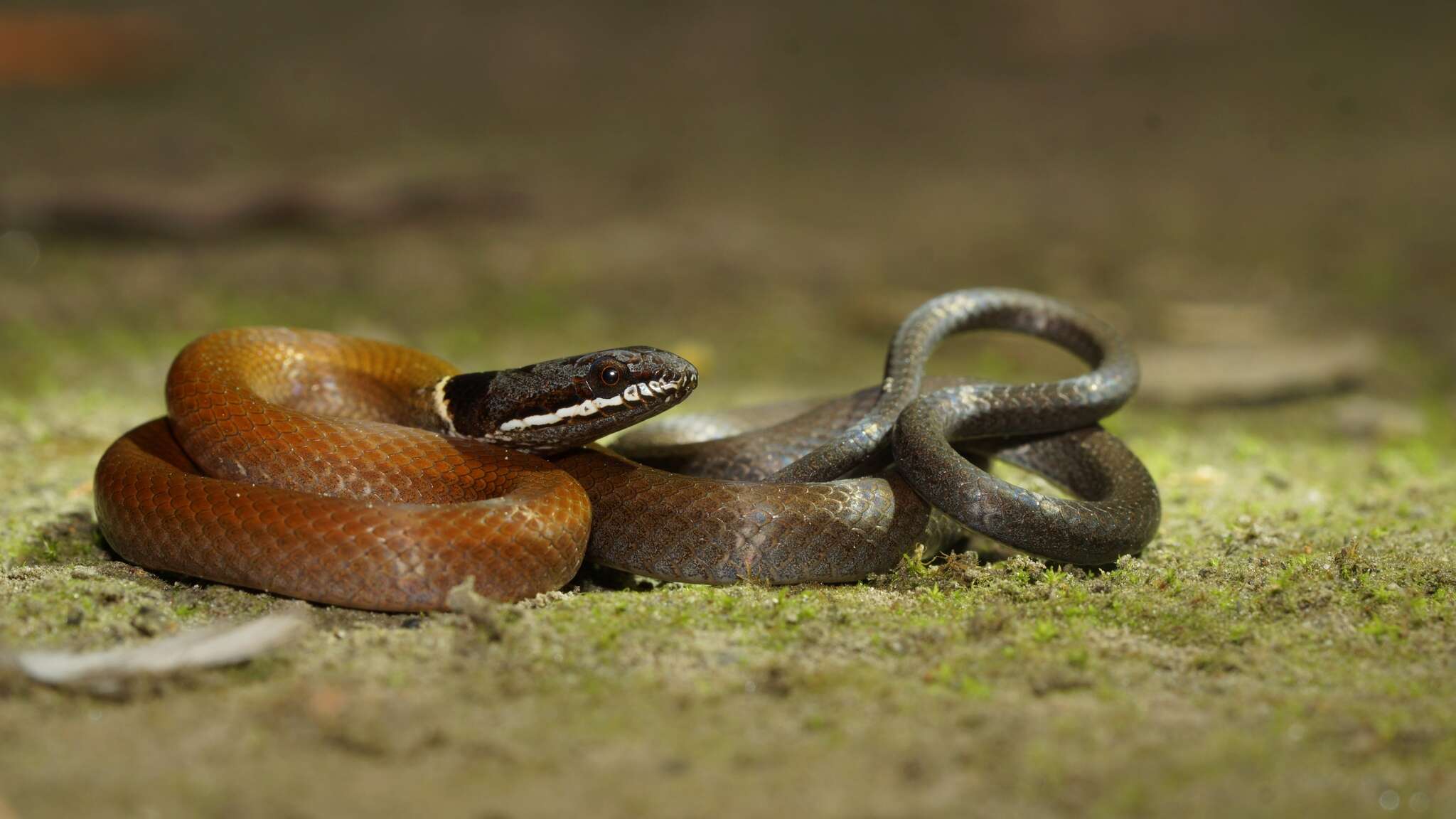 صورة Sibynophis chinensis (Günther 1889)