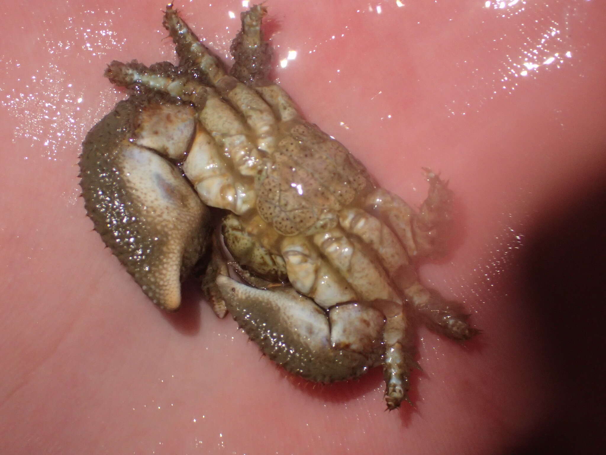 Image of pubescent porcelain crab