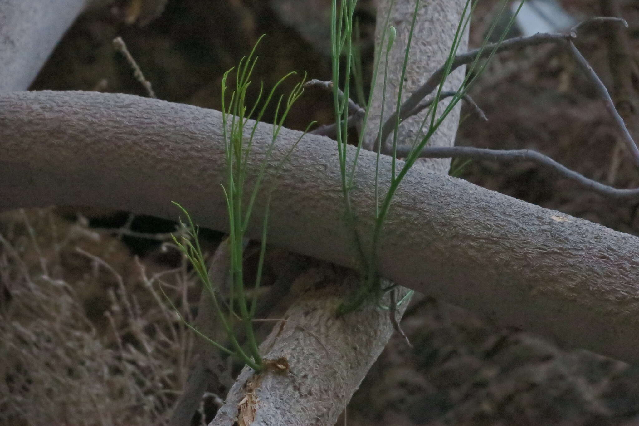 Imagem de Moringa peregrina (Forsk.) Fiori