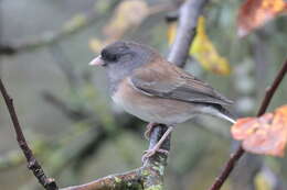 Image of juncos