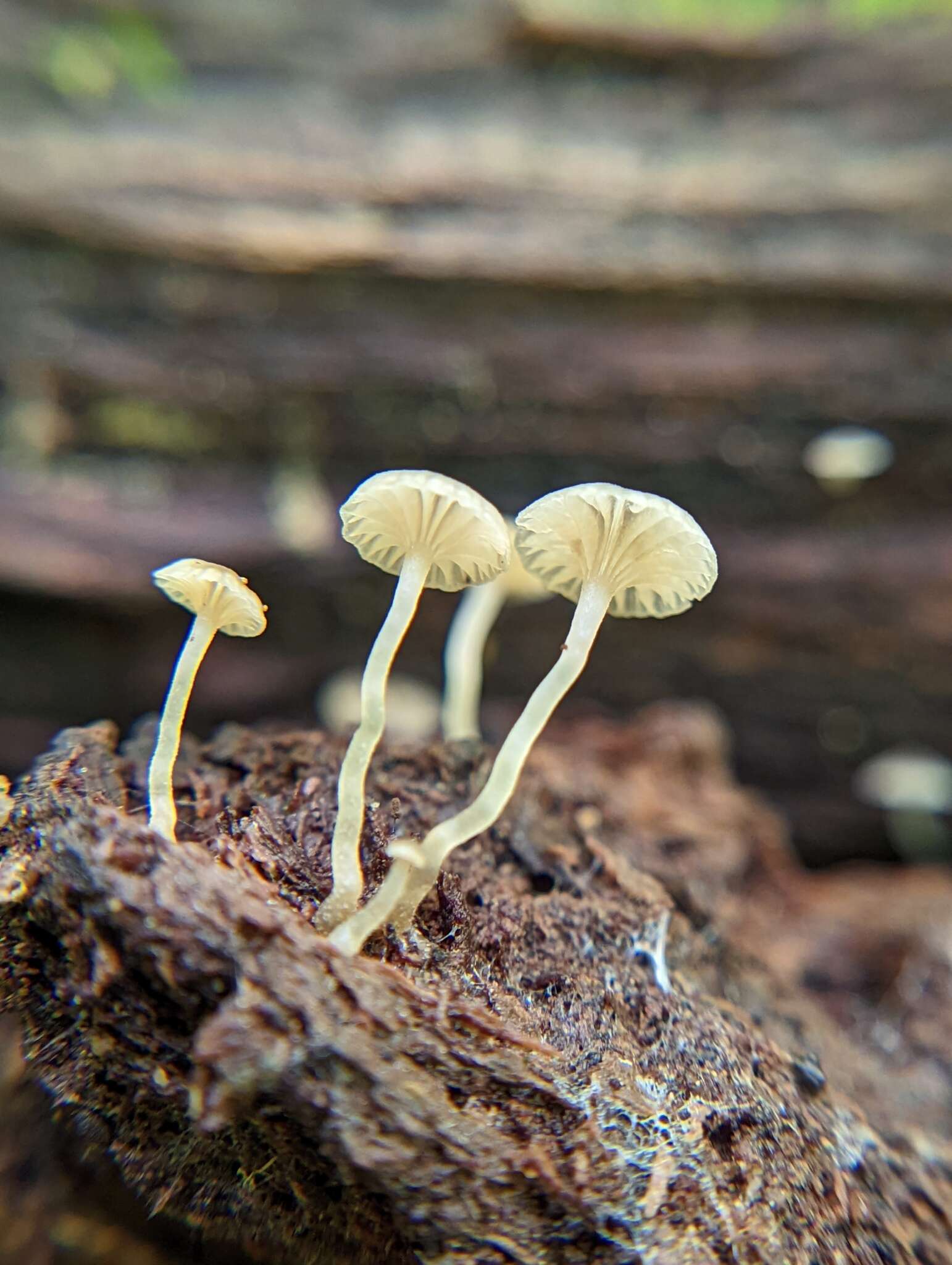 Image of Phloeomana speirea (Fr.) Redhead 2013