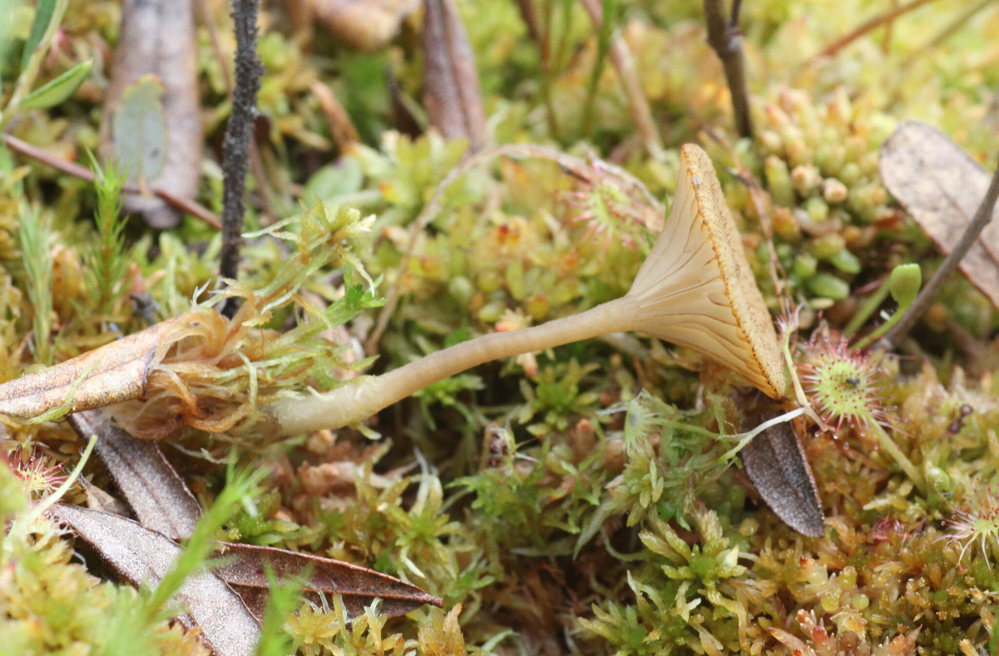 Image of Arrhenia sphagnicola (Berk.) Redhead, Lutzoni, Moncalvo & Vilgalys 2002