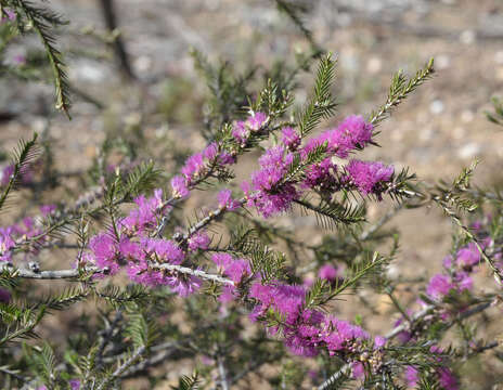 Image of violet honeymyrtle