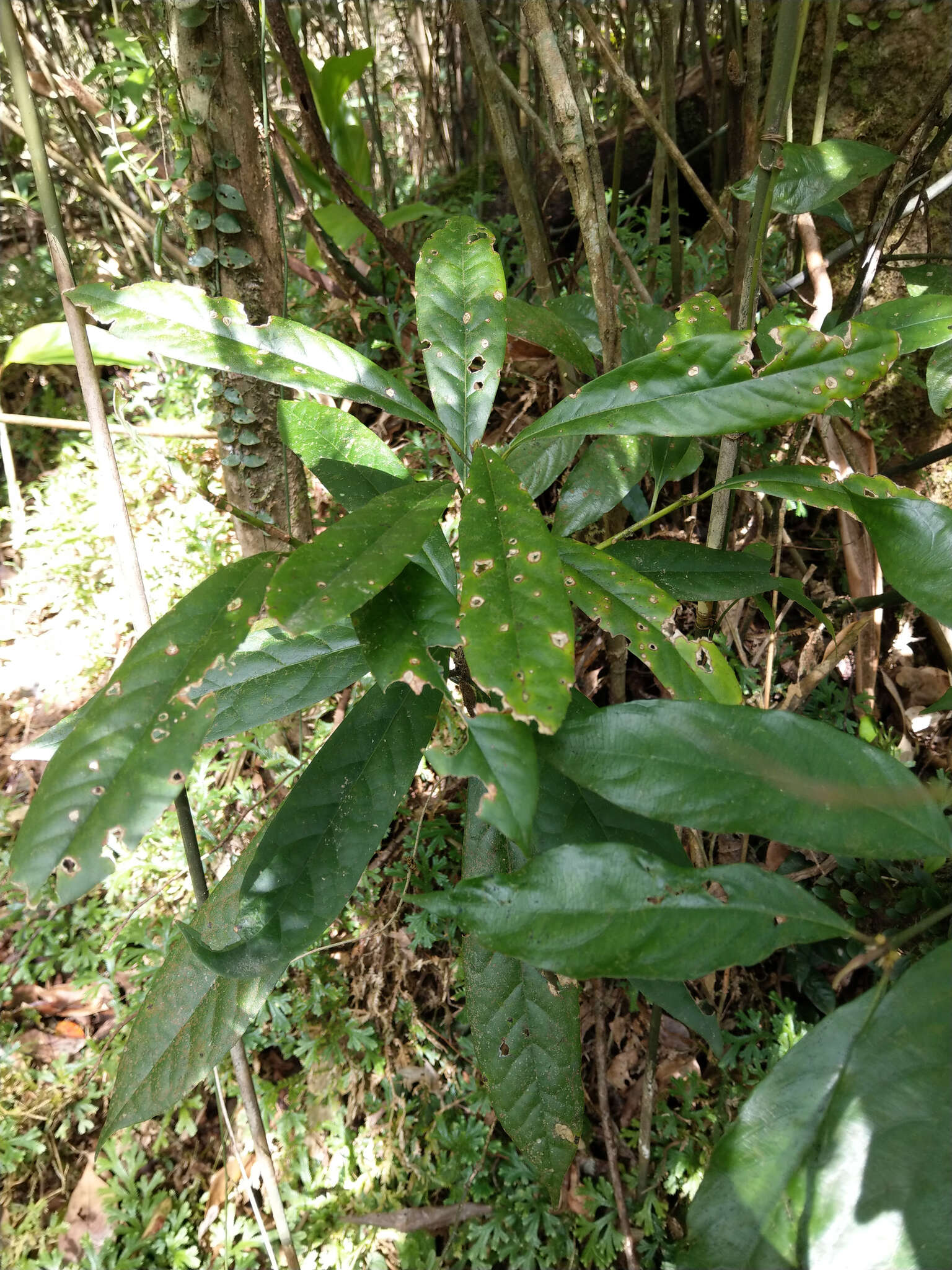 Image of Symplocos glauca (Thunb. ex Murray) Koidz.