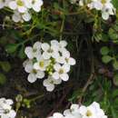 Image of Hornungia alpina subsp. auerswaldii (Willk.) O. Appel