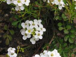 Imagem de Hornungia alpina subsp. auerswaldii (Willk.) O. Appel