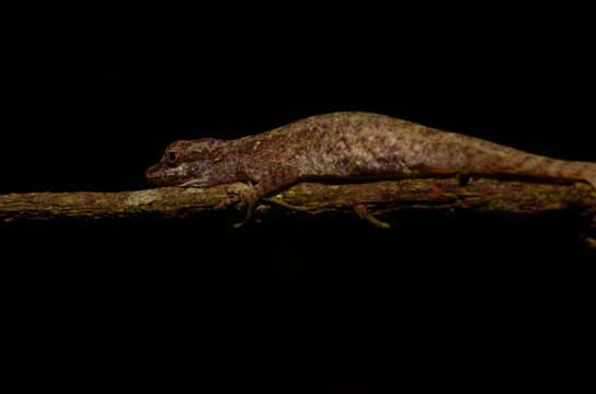 Image of Anolis limifrons Cope 1862