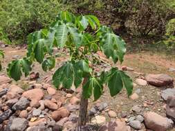 Imagem de Jatropha macrocarpa Griseb.