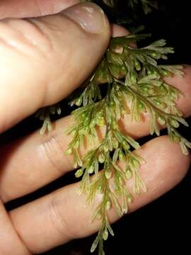 Image of Hymenophyllum deplanchei Mett. ex Kuhn