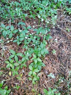 Image of Round-leaved Bedstraw