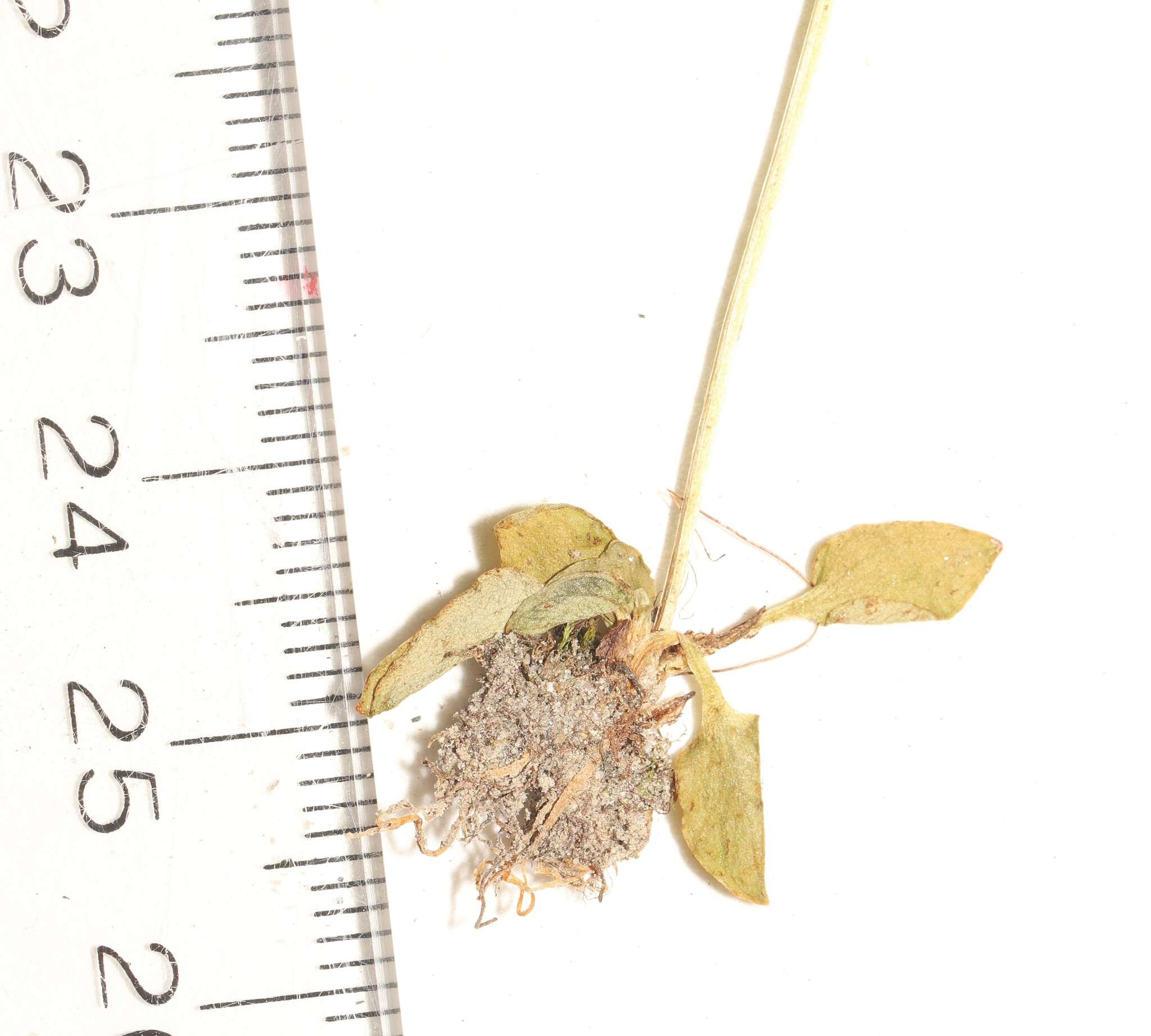 Image of Small-Flower Grass-of-Parnassus