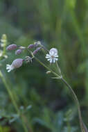 Image of Silene vulgaris subsp. vulgaris