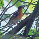 Image of Crossley's Ground Thrush