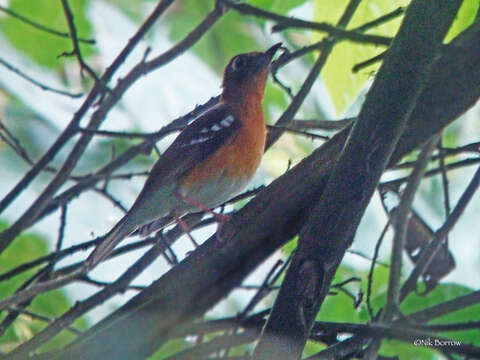 Geokichla crossleyi (Sharpe 1871) resmi