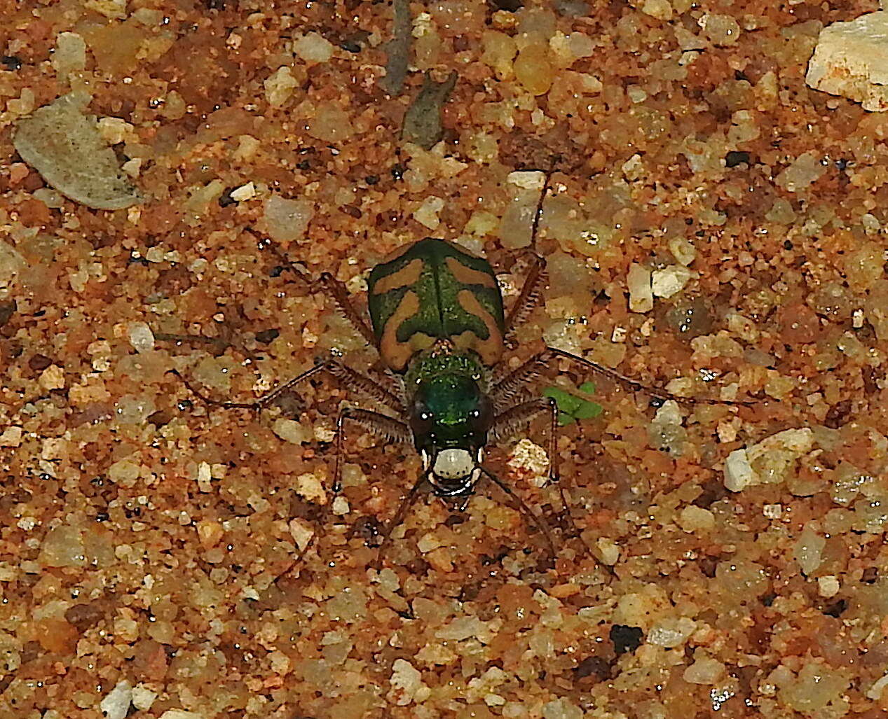 Image of Cicindela (Ancylia) calligramma Schaum 1861