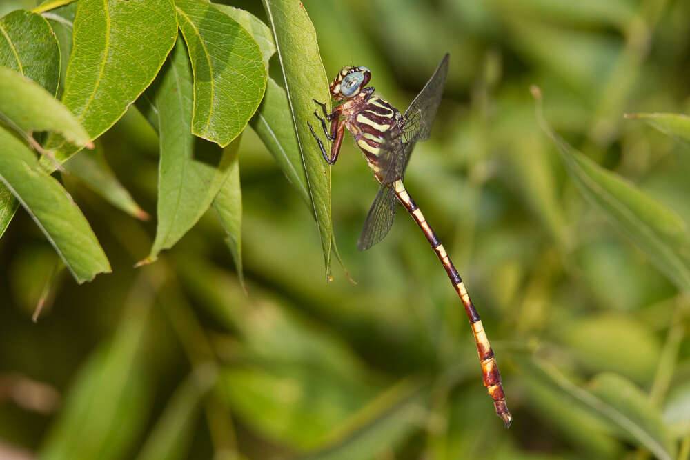 Image of Broad-striped Forceptail