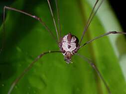 Image of <i>Marthana niveata</i>